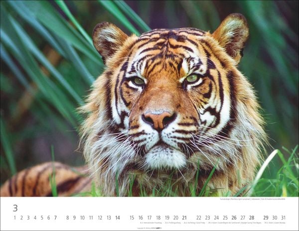 Produktbild: Tiger Kalender 2027