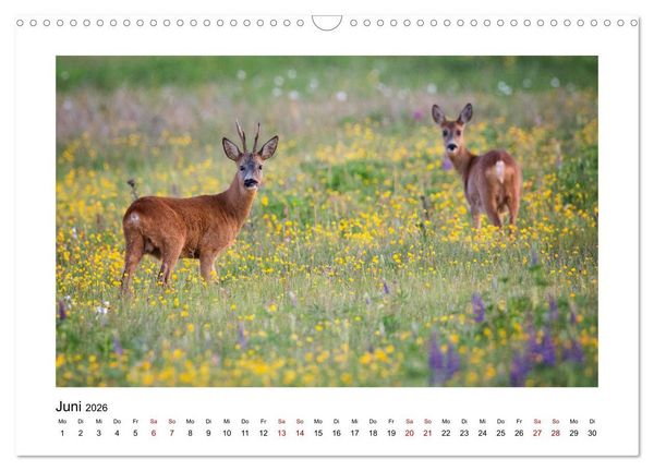 Produktbild: Deutschlands Wildtiere (Wandkalender 2026 DIN A3 quer), CALVENDO Monatskalender