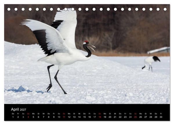 Produktbild: Mandschurenkraniche (Tischkalender 2027 DIN A5 quer), CALVENDO Monatskalender