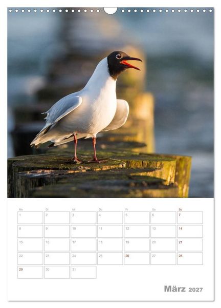 Produktbild: M&ouml;wen - die V&ouml;gel der K&uuml;ste (Wandkalender 2027 DIN A3 hoch), CALVENDO Monatskalender