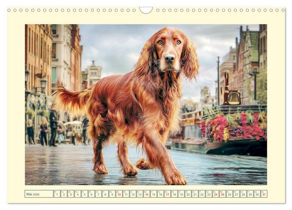 Produktbild: Irish Red Setter. Wo noble Eleganz auf Tatendrang trifft (Wandkalender 2026 DIN A3 quer), CALVENDO Monatskalender