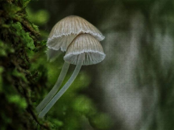 Produktbild: CALVENDO Puzzle Ein Motiv aus dem Kalender Pilze, die stillen Waldbewohner 2019 | 1000 Teile Lege-Gr&ouml;&szlig;e 64x48cm Foto-Puzzle f&uuml;r gl&uuml;ckliche Stunden