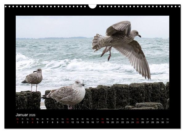 Produktbild: An der Nordsee (Wandkalender 2026 DIN A3 quer), CALVENDO Monatskalender