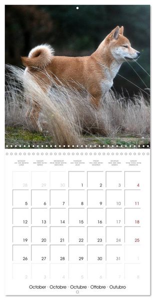 Produktbild: Little Samurais - The Shiba Inu (Wall Calendar 2026 12 &times; 12 Inch) CALVENDO 12 Month Wall Calendar