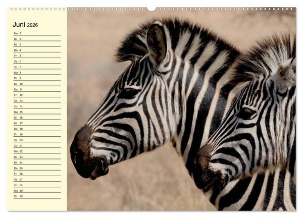 Produktbild: Afrika. Tiere in freier Wildbahn (hochwertiger Premium Wandkalender 2026 DIN A2 quer), Kunstdruck in Hochglanz