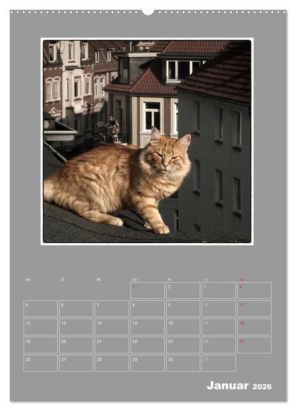 Produktbild: Katzen Blues / Planer (Wandkalender 2026 DIN A2 hoch), CALVENDO Monatskalender