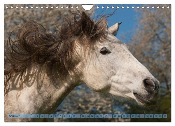 Produktbild: Lustiger Schimmel - ein Pferd mit Humor (Wandkalender 2027 DIN A4 quer), CALVENDO Monatskalender