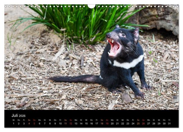 Produktbild: Australien, tierischer Kontinent (Wandkalender 2026 DIN A3 quer), CALVENDO Monatskalender