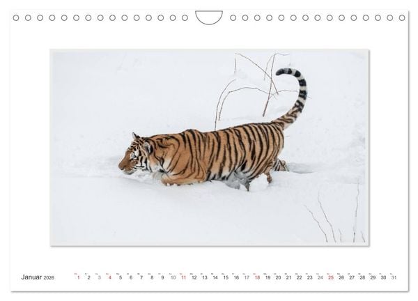Produktbild: Emotionale Momente: Tiger - Kraft & Sch&ouml;nheit. / CH-Version (Wandkalender 2026 DIN A4 quer), CALVENDO Monatskalender