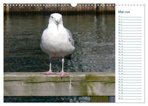 Produktbild: M&ouml;wen - Von der Ostsee bis zum Atlantik (Wandkalender 2026 DIN A3 quer), CALVENDO Monatskalender