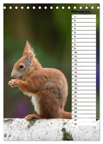 Produktbild: Eichh&ouml;rnchen - kleine Tiere, gro&szlig;e Liebe (Tischkalender 2026 DIN A5 hoch), CALVENDO Monatskalender