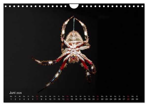 Produktbild: Faszination Spinnen (Wandkalender 2026 DIN A4 quer), CALVENDO Monatskalender