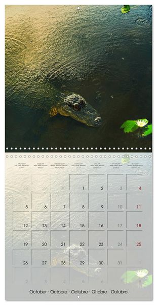Produktbild: Floride &ndash; D&eacute;couvertes dans l'&Eacute;tat du soleil (Calendrier mural carr&eacute; 2026 30x30 cm) Calendrier double avec une page pour vos prises de notes