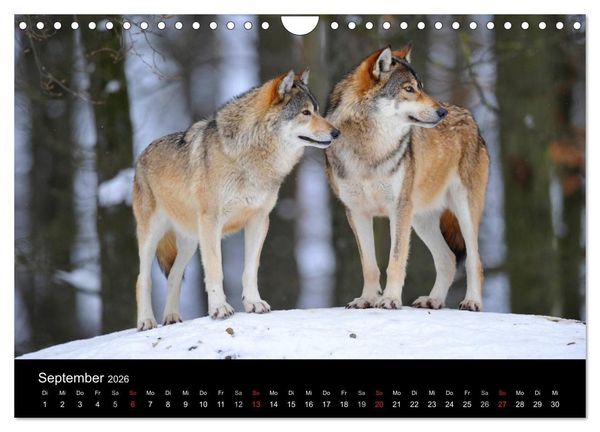 Produktbild: Kanadische W&ouml;lfe im Winter (Wandkalender 2026 DIN A4 quer), CALVENDO Monatskalender