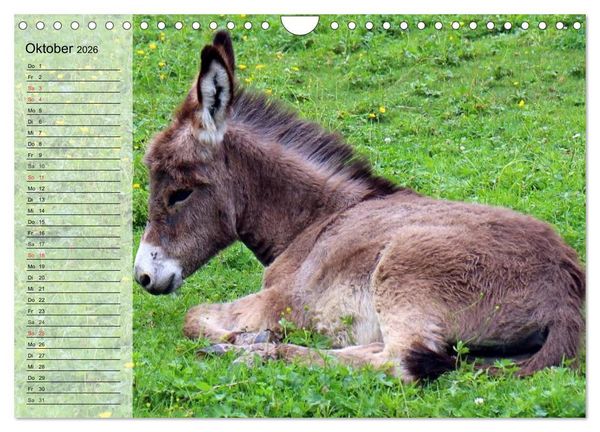 Produktbild: Esel. H&uuml;bsch, klug und flei&szlig;ig (Wandkalender 2026 DIN A4 quer), CALVENDO Monatskalender