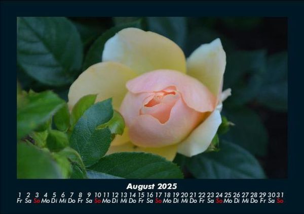 Produktbild: Rosentraum 2025 Fotokalender DIN A5