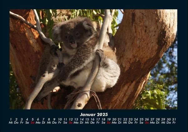 Produktbild: Koala 2025 Fotokalender DIN A4