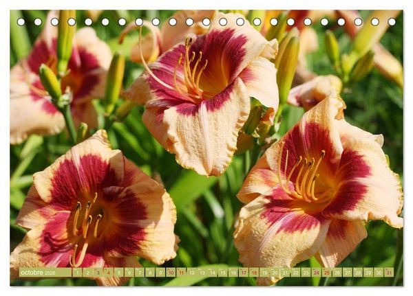 Produktbild: Lys d'un jour (Calendrier de bureau 2026 DIN A5 vertical), CALVENDO calendrier mensuel