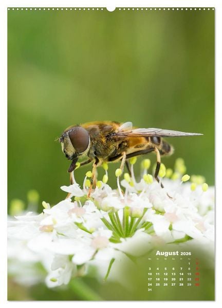 Produktbild: Ein Spaziergang &uuml;ber eine Sommerwiese (Wandkalender 2026 DIN A2 hoch), CALVENDO Monatskalender