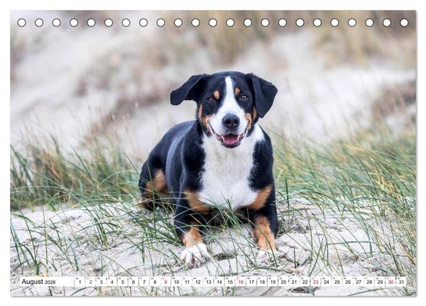 Produktbild: Appenzeller Sennenhunde (Tischkalender 2026 DIN A5 quer), CALVENDO Monatskalender