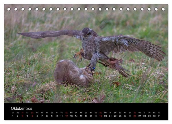 Falknerei Der Habicht (Tischkalender 2025 DIN A5 quer), CALVENDO Monatskalender