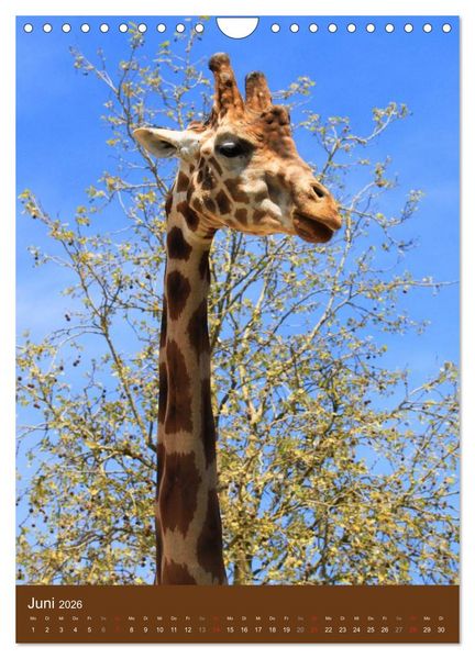 Produktbild: Giraffen (Wandkalender 2026 DIN A4 hoch), CALVENDO Monatskalender