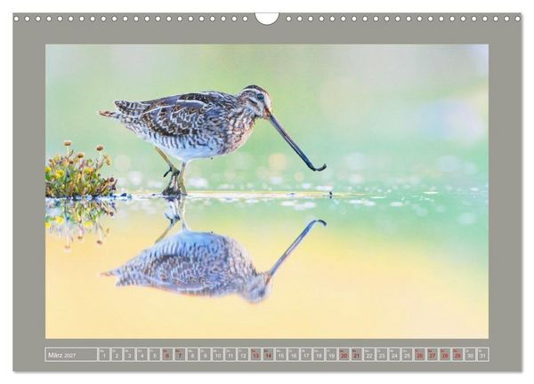 Produktbild: Limikolen - Watv&ouml;gel aus Europa (Wandkalender 2027 DIN A3 quer), CALVENDO Monatskalender