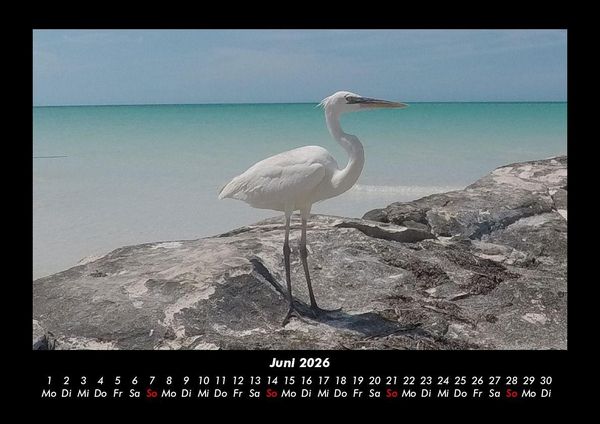 Produktbild: Vogelparadies 2026 Fotokalender DIN A3
