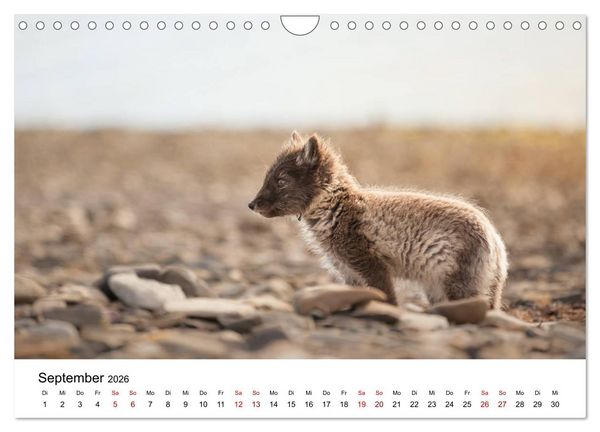 Produktbild: Spitzbergenkalender (Wandkalender 2026 DIN A4 quer), CALVENDO Monatskalender