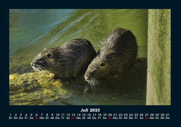 Produktbild: Welt der Tiere 2025 Fotokalender DIN A4