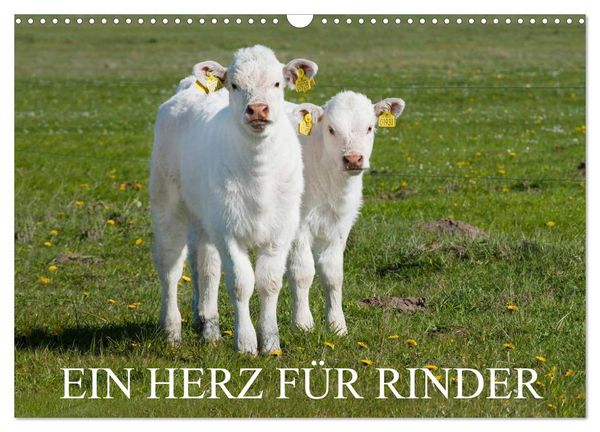 Produktbild: Ein Herz f&uuml;r Rinder (Wandkalender 2026 DIN A3 quer), CALVENDO Monatskalender