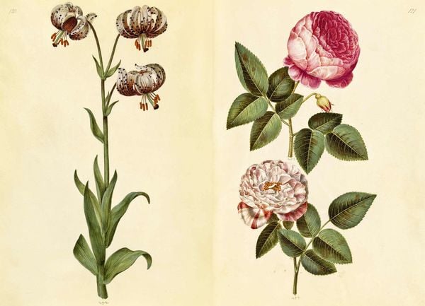 Produktbild: Das Gr&uuml;ne Florilegium &ndash; The Green Florilegium (dt./engl.)