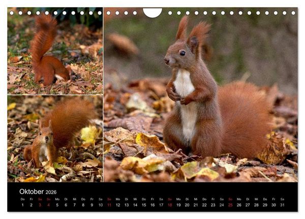 Produktbild: Wilde Eichh&ouml;rnchenwelt! (Wandkalender 2026 DIN A4 quer), CALVENDO Monatskalender