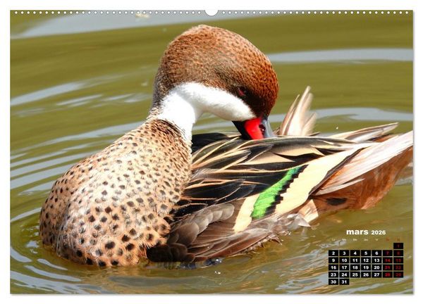 Produktbild: Oiseaux exotiques (Calendrier mural 2026 DIN A2 vertical) calendrier de bureau