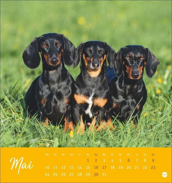 Produktbild: Dackel Postkartenkalender 2027