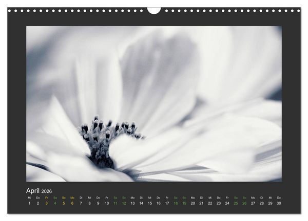 Produktbild: Pflanzen in Schwarz und Wei&szlig; (Wandkalender 2026 DIN A3 quer), CALVENDO Monatskalender