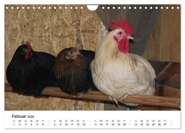 Produktbild: Bauernhoftiere (Wandkalender 2026 DIN A4 quer), CALVENDO Monatskalender
