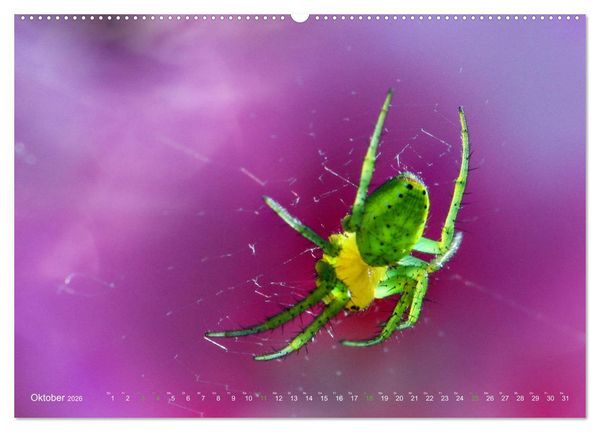 Produktbild: ui - Spinne. Kleine Spinnen - gro&szlig; im Bild (hochwertiger Premium Wandkalender 2026 DIN A2 quer), Kunstdruck in Hochglanz