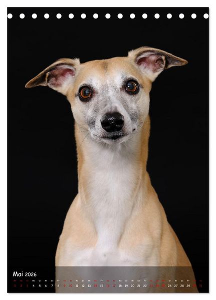 Produktbild: Whippets im Portrait (Tischkalender 2026 DIN A5 hoch), CALVENDO Monatskalender