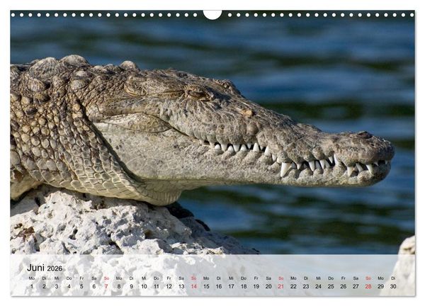 Produktbild: Gro&szlig;e Echsen. Krokodile und Alligatoren (Wandkalender 2026 DIN A3 quer), CALVENDO Monatskalender