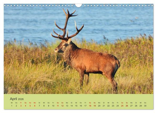 Produktbild: K&uuml;sten Hirsche - Rotwild auf dem Dar&szlig; (Wandkalender 2026 DIN A3 quer), CALVENDO Monatskalender