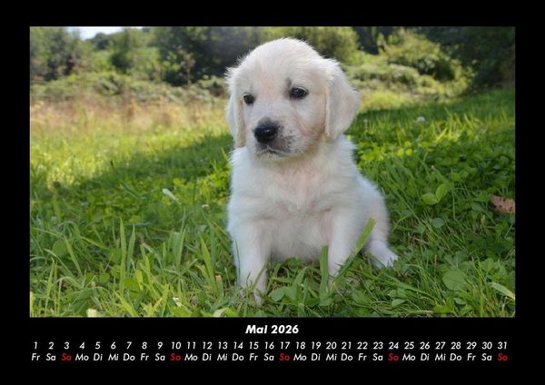 Produktbild: Welpen 2026 Fotokalender DIN A3