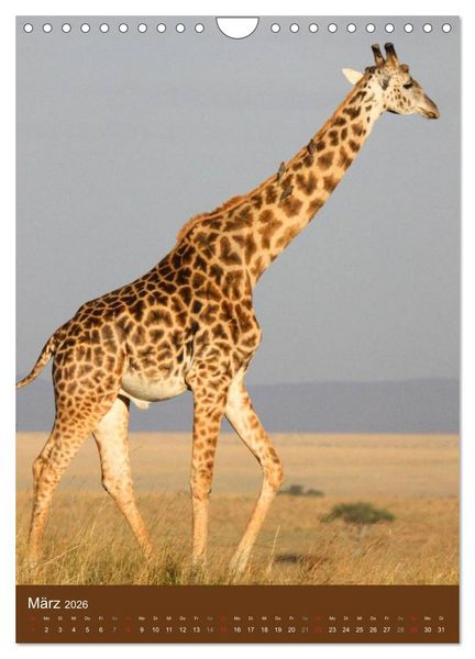 Produktbild: Giraffen (Wandkalender 2026 DIN A4 hoch), CALVENDO Monatskalender
