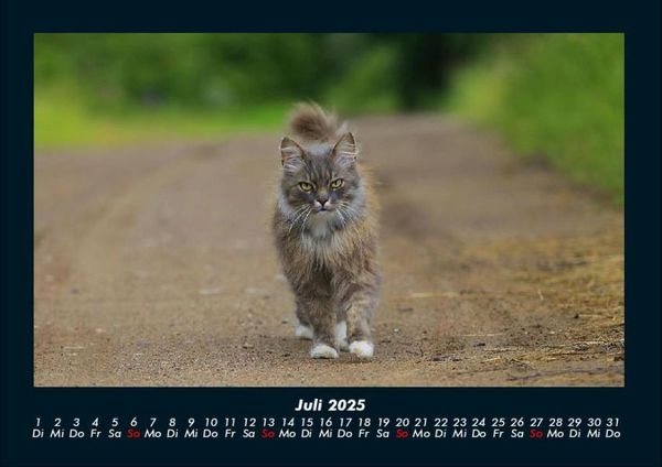 Produktbild: F&uuml;r Katzenfreunde 2025 Fotokalender DIN A4
