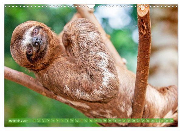 Produktbild: L'Amazone : des Andes &agrave; l'Atlantique (Calendrier mural 2027 DIN A3 vertical), CALVENDO calendrier mensuel