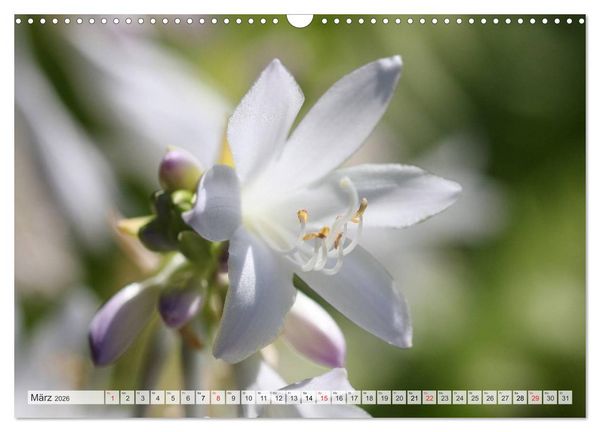 Produktbild: Bl&uuml;tentanz in Wei&szlig; (Wandkalender 2026 DIN A3 quer), CALVENDO Monatskalender