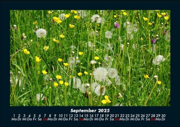 Produktbild: Pflanzen und Bl&uuml;ten 2025 Fotokalender DIN A5