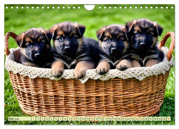 Produktbild: Deutscher Sch&auml;ferhund - Inbegriff der Treue (Wandkalender 2026 DIN A4 quer), CALVENDO Monatskalender