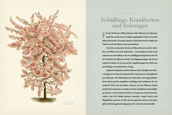 Botanik für Gärtner