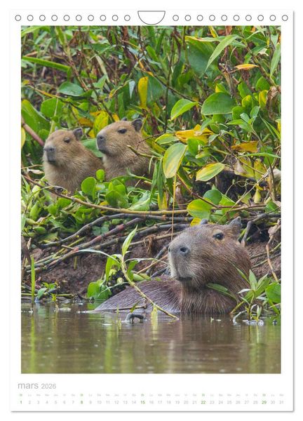 Produktbild: Le Pantanal (Calendrier mural 2026 DIN A4 horizontal), CALVENDO calendrier mensuel